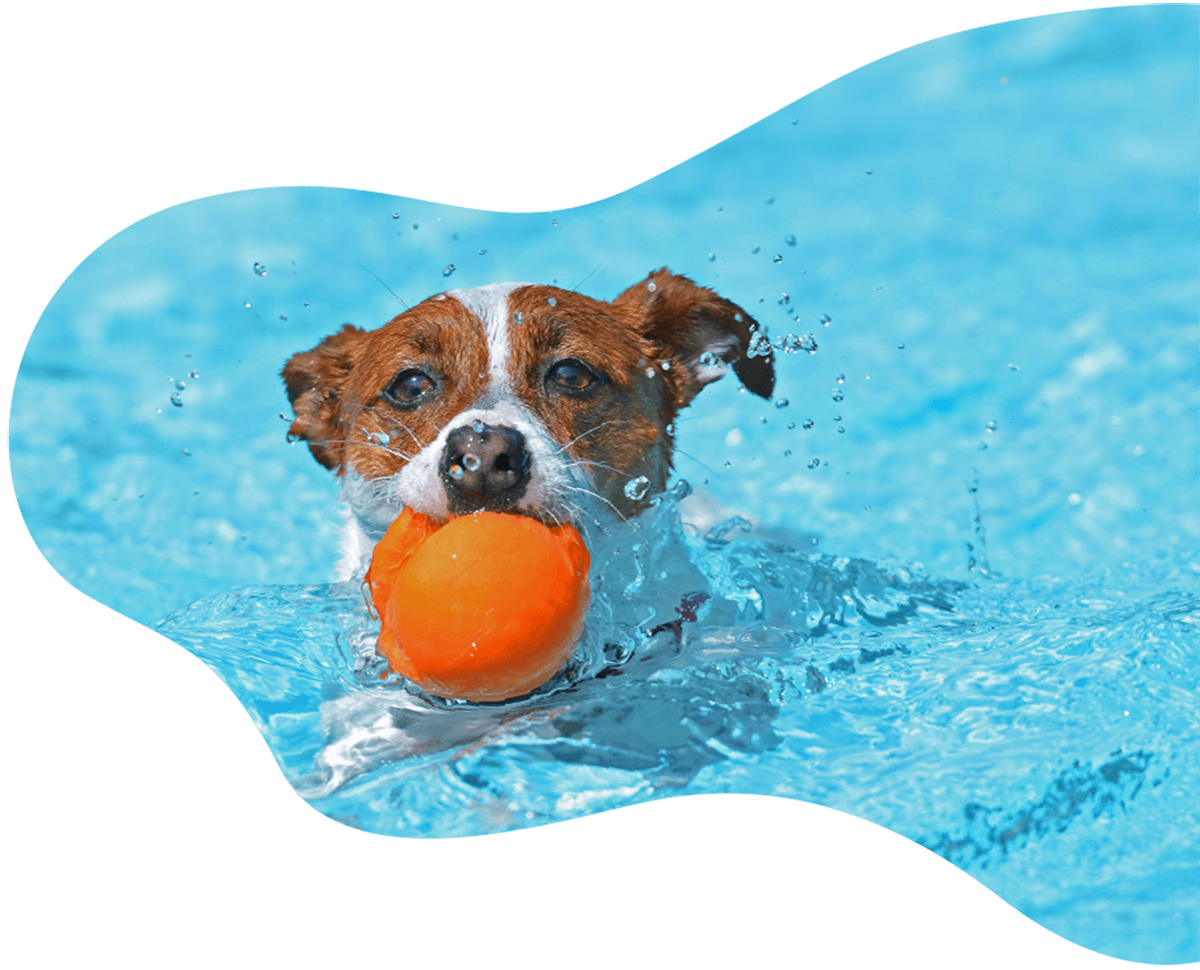 Dog Boarding in Coimbatore Pet Boarding Trees & Tails