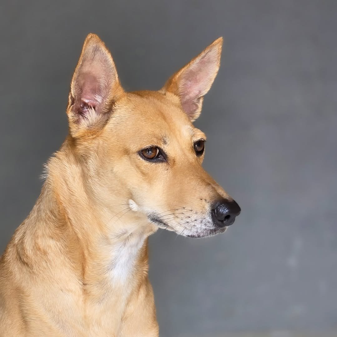 DOGGY-❌️-Kangaroo-✅️