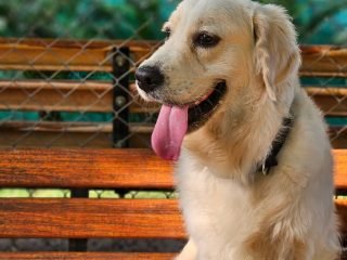 Golden-vibes-✨️-💛-320x240