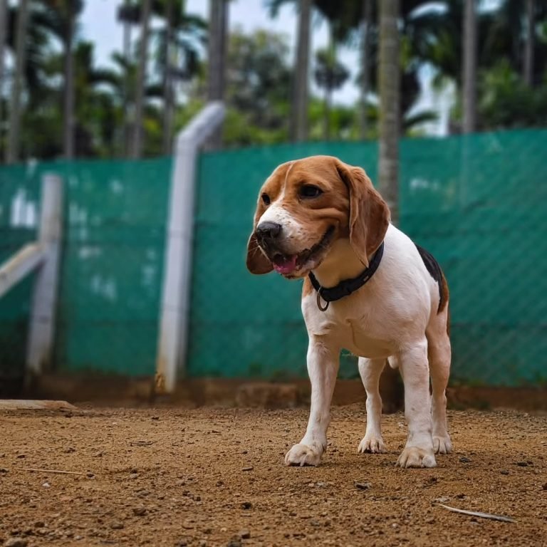 HAPPY-💙-beagle-Trees-and-Tails-is-a-pet-resort-in-Coimbatore-Tamil-Nadu-India.-It-provides--768x768