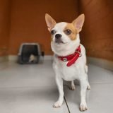 Salt-🧂-🍚-🧂-🍚-Trees-and-Tails-is-a-pet-resort-in-Coimbatore-Tamil-Nadu-India.-It-provides--160x160