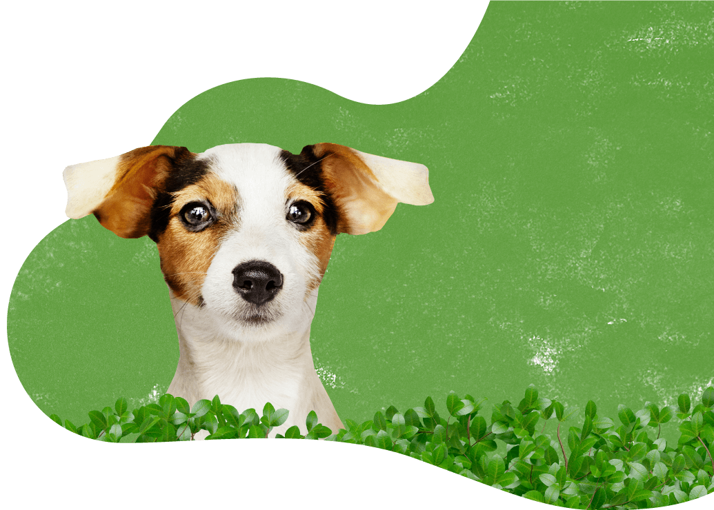 https://treesntails.in/wp-content/uploads/2026/02/prices_background-e1782210380699.png